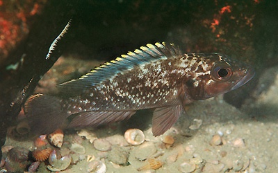 Lamprologus lemairii 'Mamalesa Island'